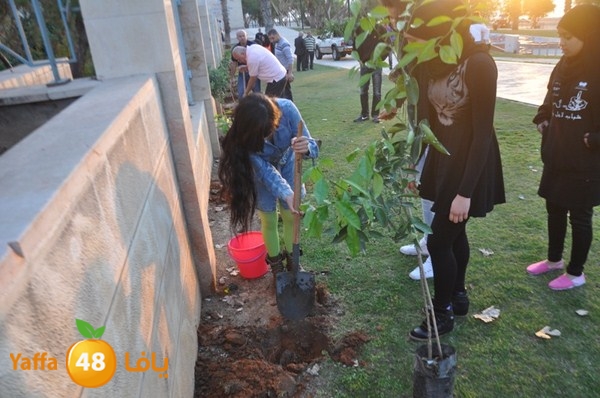 trees yaffa jamhairea (5).JPG